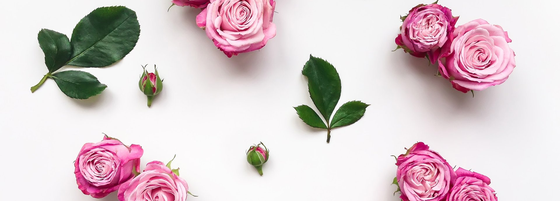 Rosen-Blätter und Rosen-Blüten auf weißem Grund